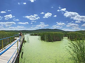 Аркутино болото