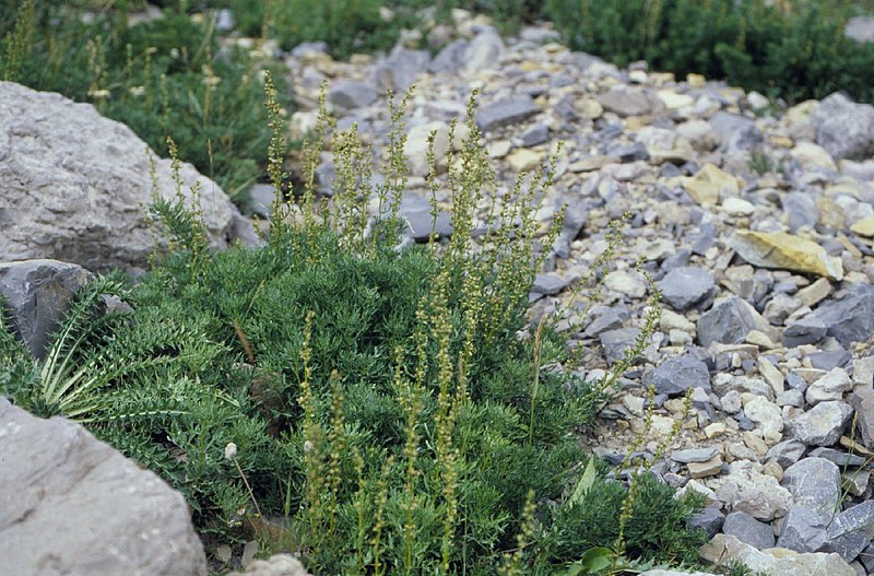 File:Artemisia michauxiana (5041970237).jpg