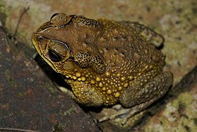 Asian Common Toad (Duttaphrynus melanostictus).jpg