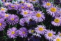 Aster alpinus