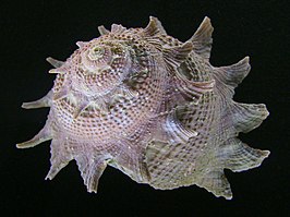 Astraea heliotropium