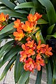 * Nomination 'Bush Lily', Clivia miniata, at Kew Gardens --Mike Peel 06:00, 24 April 2024 (UTC) * Promotion  Support Good quality. --Thi 09:20, 24 April 2024 (UTC)