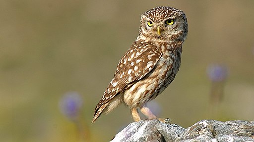 Athene noctua (portrait)