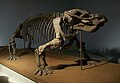 Esqueleto de A. peavoti en el Museo Field de Historia Natural