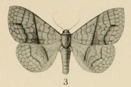 Xanthodesma aurata