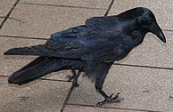 a black bird looking downwards on tiles