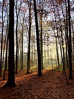 Autumn light in the Sonian Forest.jpg