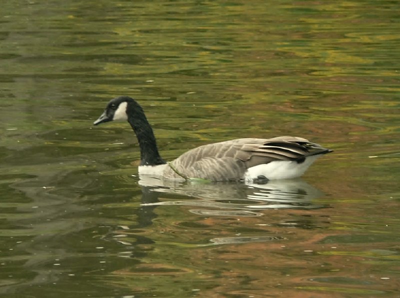 File:Autumn reflection (252253260).jpg