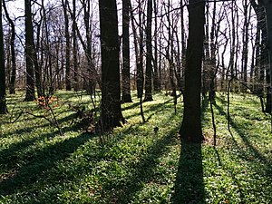 Bredower Forest nature reserve (April 2016)