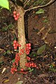 Baccaurea courtallensis fruits