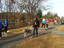 Various people, one with a dog, walk along a path