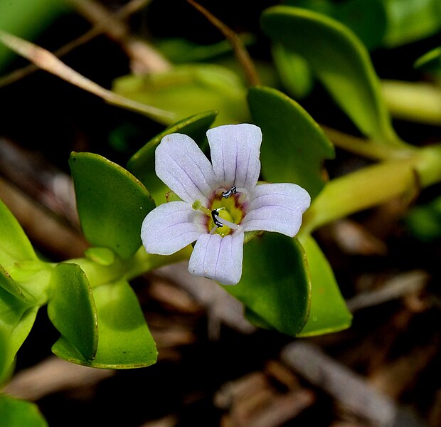 File:Bacopa monnieri 9bIR2 01.jpg