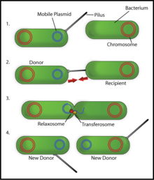 Bacterial Conjugation. Note that the sex pilus is a structure on the F cell whereas the mating bridge (not labeled) is the connection between the two bacteria. Bacterial Conjugation en.png
