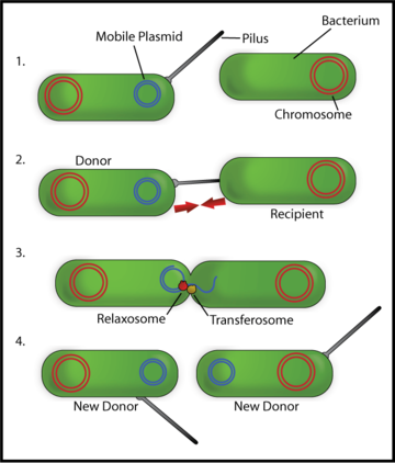 Pilus