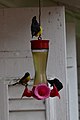 Oiseaux photographiés dans le jardin de Balata en Martinique.