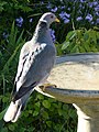Band-tailed Pigeon (9695503026).jpg