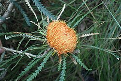 Banksia biterax.jpg