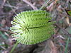 Inflorescence of B. i. subsp. monticola in late bud.