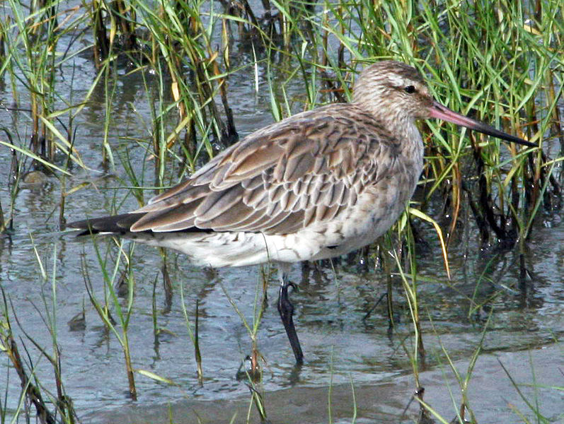 File:Bar-tailed Godwit Cairns RWD.jpg