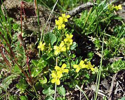 Barbaraea verna 18032004.jpg