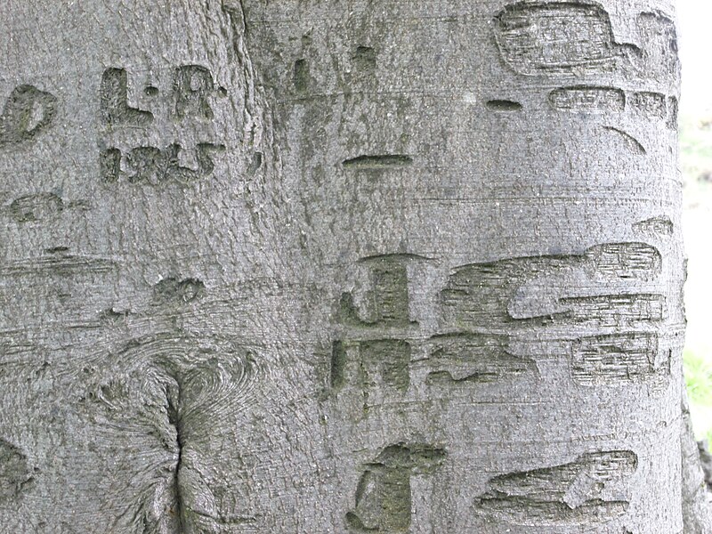 File:Bark graffiti.JPG