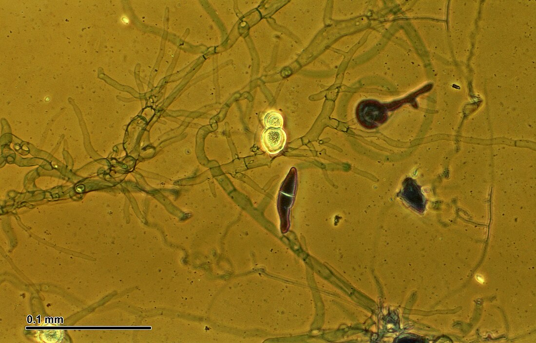 Basidiobolomycota