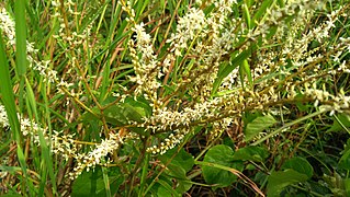 <i>Lasiobema scandens</i> species of plant