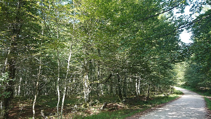 File:Beech forest in Monte Santiago natural Monument 2, Burgos (Spain).jpg