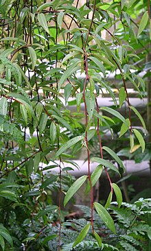 Begonia jussiaeicarpa01.jpg