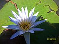 Bela flor na lagoa feia Formosa GO - panoramio.jpg