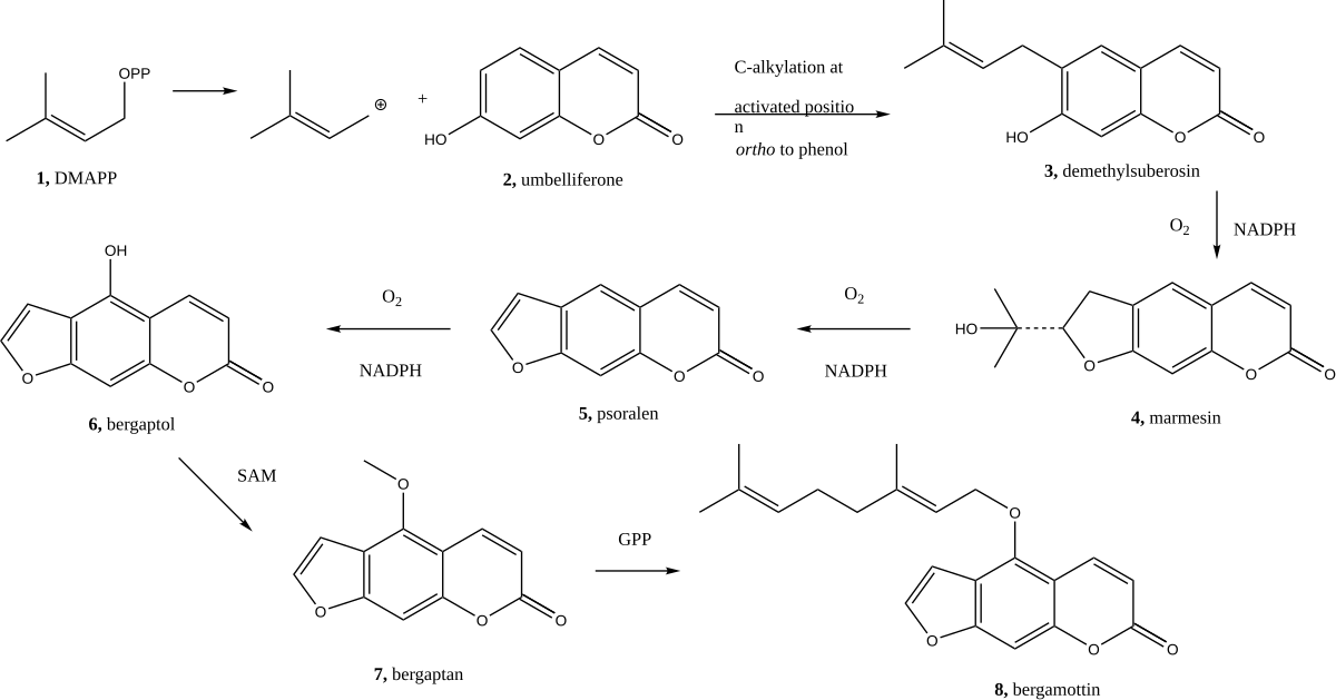 Bergamottin biosynthesis.svg