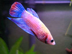 Betta splendens (w) türkis-pink.JPG