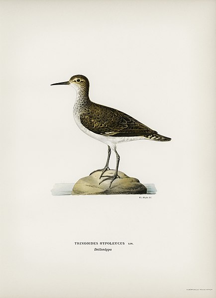 File:Bird illustration from Svenska Fåglar (Swedish Birds) by the von Wright brothers from rawpixel's original edition of the publication 00049.jpg