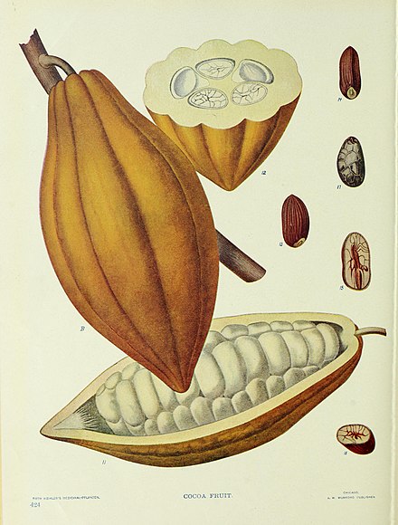 Common cocoa seed that would be used to make hot chocolate.
