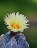 Bischofsmütze (Astrophytum coahuilense) (5650576819).jpg