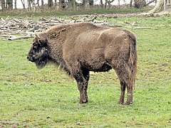 Wisent (Bos bonasus)