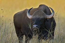 Le gaur est le plus gros animal du parc.