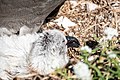 Black-footed Albatross and chick Sand Island Midway Atoll 2019-01-14 15-07-55 (47295134311).jpg