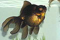 Black Moor Goldfish.jpg