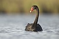 Black Swan 2 - Pitt Town Lagoon.jpg