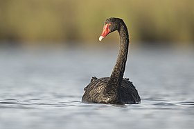 Black Swan 2 - Pitt Town Lagoon.jpg