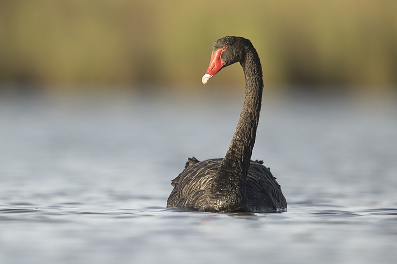 kant uld læsning Black swan - Wikipedia