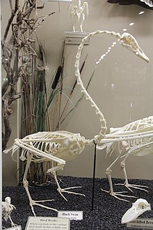Black swan skeleton (Museum of Osteology) Black Swan skeleton.jpg