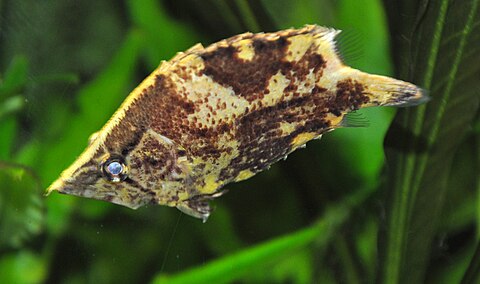 Рыбка лист. Monocirrhus polyacanthus. Рыба лист. Амазонская рыба лист. Рыбка на листе.