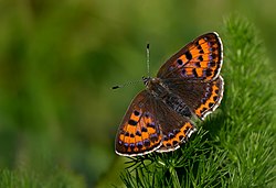 Blue iridescent fire butterfly