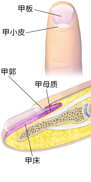 File:Blausen 0406 FingerNailAnatomy zh.png