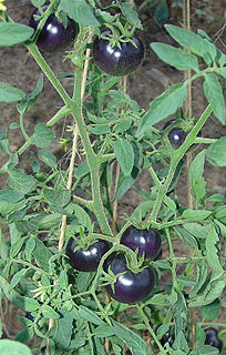 Blue tomato Various tomato cultivars