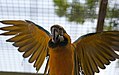 Blue and gold macaw wings spread (5751729609).jpg