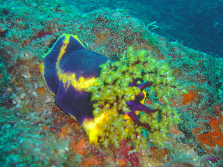 Blue sea cucumber