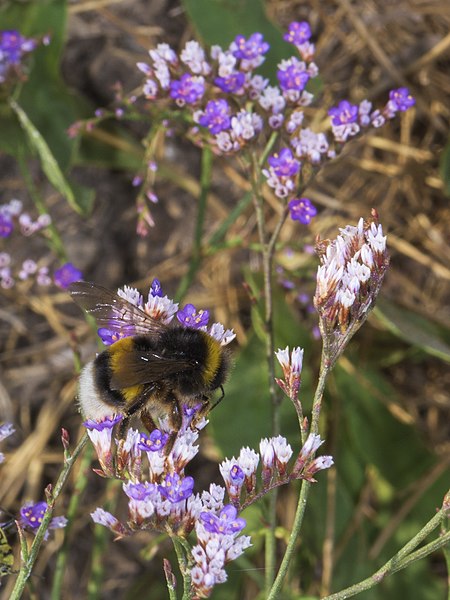 File:Bombus terrestris, Vic-la-Gardiole 01.jpg